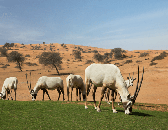 al wadi oryx